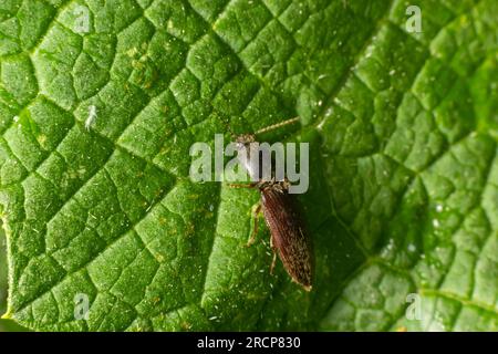 Agrypnus murinus is a click beetle a species of beetle from the family of Elateridae. It is commonly known as the lined click beetle. It larvae are im Stock Photo