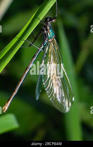 A closeup of a green Odonata insect sitting on a tree branch with ...