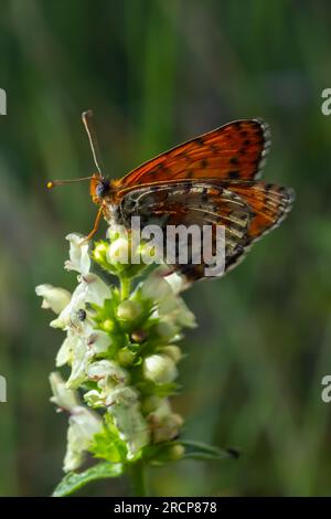 Glanville Fritillary, Melitaea cinxia, butterfly and spring wildflowers. Stock Photo