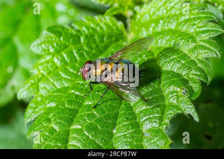 Common green bottle fly blow fly, Lucilia sericata on a green leaf. Stock Photo
