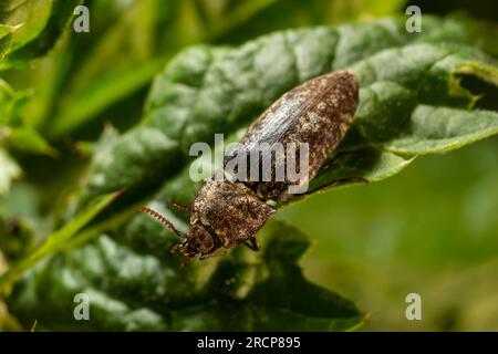Agrypnus murinus is a click beetle a species of beetle from the family of Elateridae. It is commonly known as the lined click beetle. It larvae are im Stock Photo