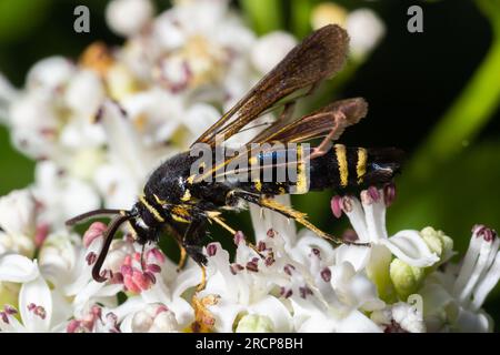 Paranthrene tabaniformis on elder flower close-up. In the natural environment, near the forest in summer. Stock Photo