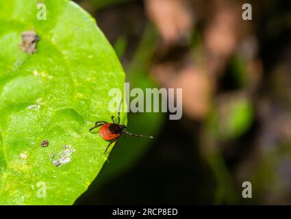 A dangerous parasite and infection carrier mite sitting on a green leaf. Stock Photo