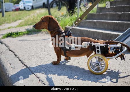 Active paraplegic dachshund dog in a wheel chair walking on a leash Stock Photo