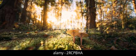 Paxillus Involutus In Autumn Forest In Belarus. Brown Roll-rim, Common Roll-rim, Or Poison Pax, Is A Basidiomycete Fungus Stock Photo