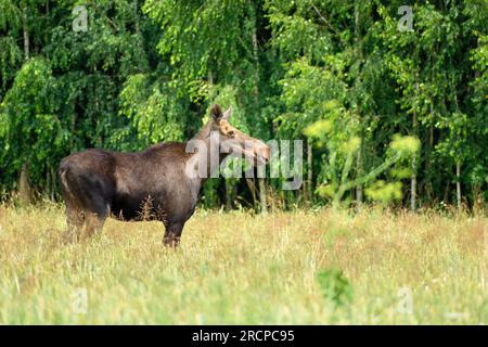 A female moose standing in tall grass in front of a green forest, eastern Poland Stock Photo
