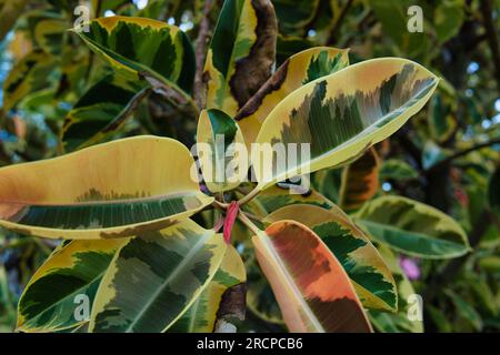 Closeup of ficus leave plant in town victoria, Mahe Seychelles Stock Photo