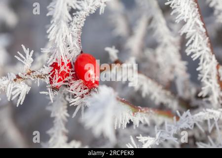 Frosty red rose hip buds close up in winter. Dawn sunlight on icicle covered plant Stock Photo