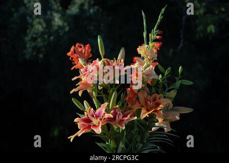 Bouquet de lys jaunes et oranges, lys Hotel California, lys Avallon Sunset, lys African queen, glaïeuls, (jardin du ruisseau de l'église 2023) Stock Photo