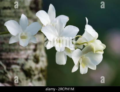 White orchid flower blooming on a plam tree Stock Photo