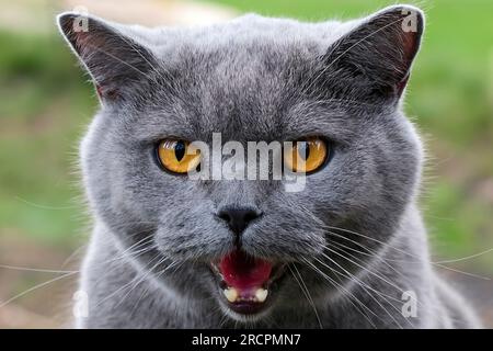 Expressive portrait of a British shorthair looking at the camera. A beautiful home cat with big yellow eyes and an open mouth with fangs outdoors in s Stock Photo