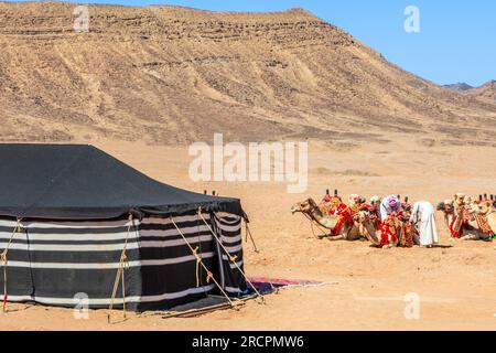 Nomads harnessing riding camels in the desert with traditional bedouins tent in the foreground, Al Ula, Saudi Arabia Stock Photo