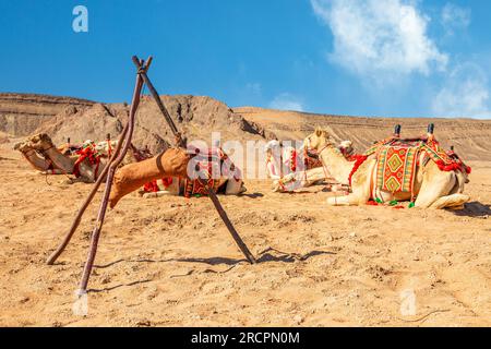 Harnessed cute riding camels caravan camp resting in the desert, Al Ula, Saudi Arabia Stock Photo