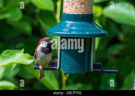 Common hedge sparrow sitting on a birdfeeder. Stock Photo