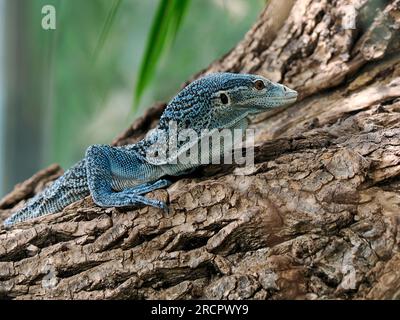 Closeup of Blue-spotted tree monitor or blue tree monitor (Varanus macraei) on tree trunk, is a species of monitor lizard found on the island of Batan Stock Photo