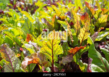 Close-up of Beetroot crops   / Beta vulgaris, 'Red Ace' variety. Stock Photo