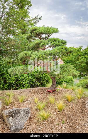 Le jardin japonais à Dijon en début d'été. The Japanese garden in Dijon in early summer. Stock Photo