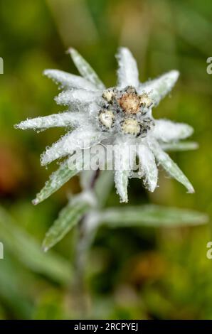 Closeup of single edelweiss flower (Leontopodium alpinum) in french Alps Stock Photo