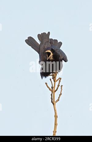 Rook (Corvus frugilegus) adult calling from tree top  Eccles-on-Sea, Norfolk, UK.             March Stock Photo