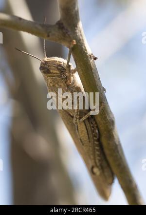 Egyptian grasshopper (Anacridium aegyptium) sitting on a tree stem.. Stock Photo