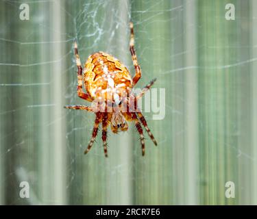 close up Araneus diadematus spider on a web Stock Photo