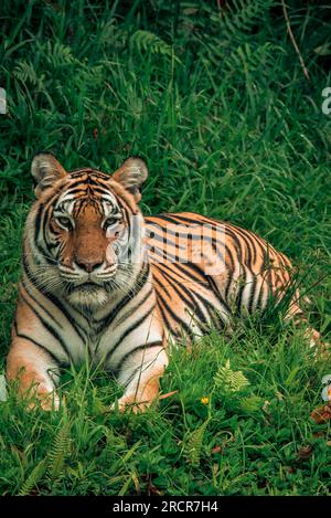 Orange tiger in the grass staring Stock Photo