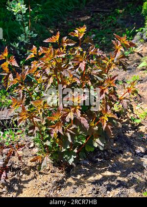 Bush of Viburnum bladder (Physocarpus opulifolius or Spiraea opulifolia), variety Andre with colorful leaves: red - orange, purple -green, yellow. Dec Stock Photo