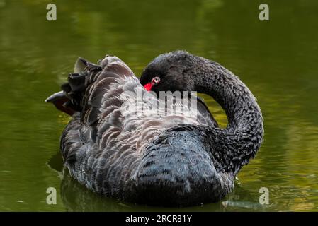 Close up view of a black swan Stock Photo