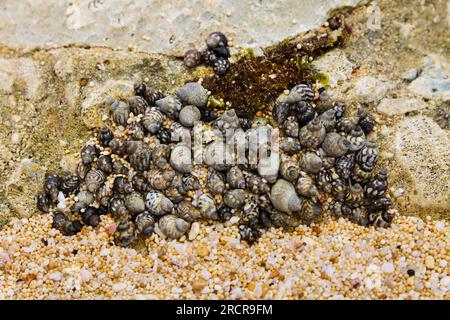 A group of small dark shells with spiral shells lies on a rock closely pressed together at low tide. There is white, wet, clean sand at the bottom. Cl Stock Photo