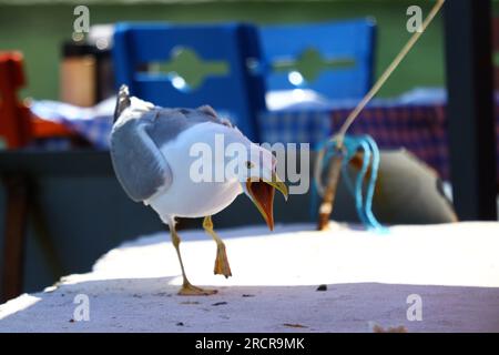 Seagull with its mouth wide open. Stock Photo