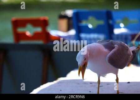 Seagull with its mouth wide open. Stock Photo