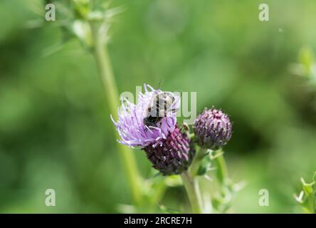 Spotty-eyed Hoverfly (Eristalinus sepulchralis) feeding on a flower Stock Photo