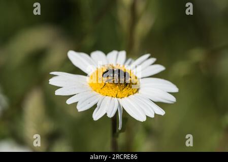 Spotty-eyed Hoverfly (Eristalinus sepulchralis) feeding on a flower Stock Photo