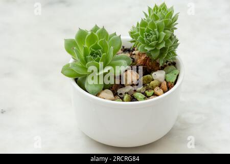 Close up echeveria plant in white pot on marble surface Stock Photo