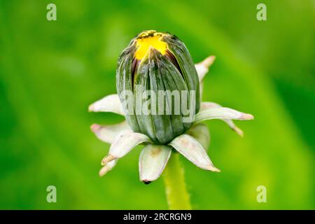 Dandelion (taraxacum officinale), close up of a single flowerbud of the common plant or weed, isolated against an empty green background. Stock Photo
