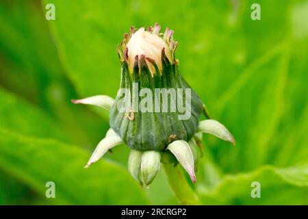 Dandelion (taraxacum officinale), close up of a single developing seedhead of the common plant or weed, isolated against a green background. Stock Photo