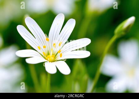 Greater Stitchwort (stellaria holostea), close up of a single white flower isolated from a background of many others. Stock Photo