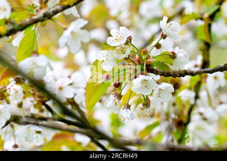Wild Cherry (prunus avium), close up of a spray of white flowers or blossom growing from the end of a branch shot against the rest of the tree. Stock Photo