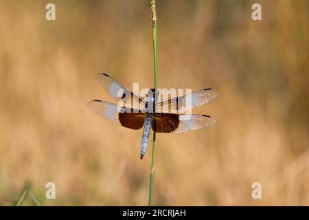 A beautiful Widow Skimmer dragonfly perched on a green stick with its wings spread wide against a blurry tan background of dry grass. Stock Photo