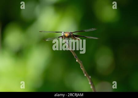 Head on view of a Widow Skimmer dragonfly clinging to a small stick and looking like an airplane ready to take off. Stock Photo