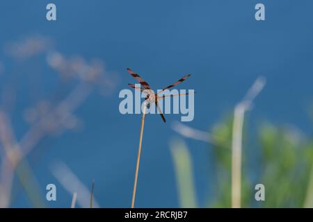 A beautiful orange and brown Halloween Pennant dragonfly resting on a small stick on a pond shore. Stock Photo