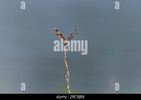 Profile of a beautiful, orange and brown Halloween Pennant holding onto a stick with a pond in the background creating a blurry background. Stock Photo