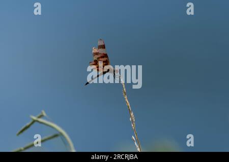 A profile of a beautiful, orange and brown Halloween Pennant dragonfly on a blue background created by the water of a pond. Stock Photo