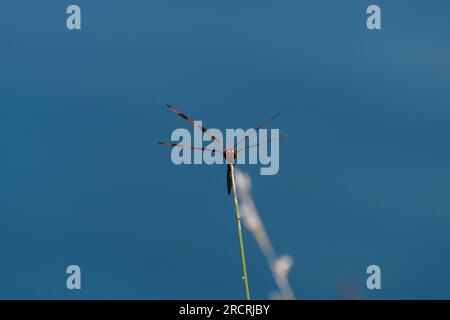 Head-on view of a beautiful, orange and brown Halloween Pennant dragonfly perched on a green stem growing on the shore of a blue pond. Stock Photo