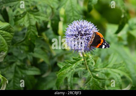 Closeup of Red Admiral butterfly (Vanessa atalanta) with wings out, sitting on a Globe Thistle (Echinops) plant in Summer in the UK. Stock Photo