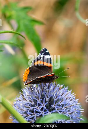 Closeup of Red Admiral butterfly (Vanessa atalanta) with wings out, sitting on a Globe Thistle (Echinops) plant in Summer in the UK. Stock Photo