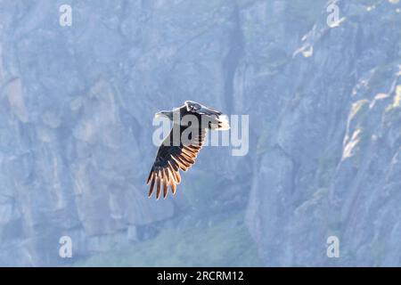 White-tailed sea eagle (Haliaeetus albicilla) in flight in front of mountains. Raftsundet strait, Nordland, Northern Norway, Europe Stock Photo