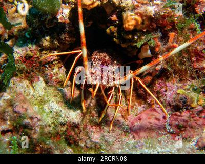 Spiny lobster - Palinurus elephas - crayfish Stock Photo