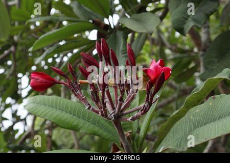 A red Frangipani (Plumeria) flower cluster with the several flower buds ready to bloom Stock Photo