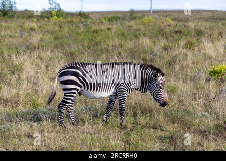 Cape Mountain Zebra grazing in a grass field in an South African Game reserve. Stock Photo